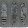 musch cribrellum pupa2 volg112